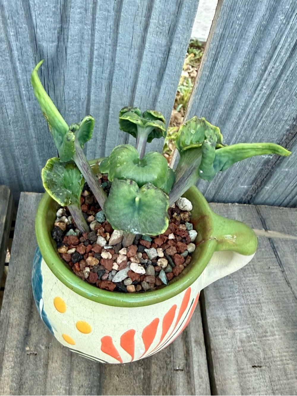 Extremely Rare & Exotic Live Succulent Plant in pot “Kalanchoe Angel Trumpet”